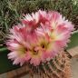 Preview: Notocactus / Parodia rutilans